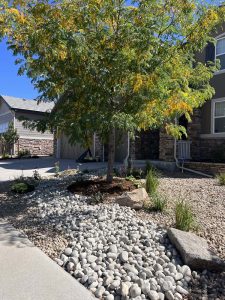Xeriscape (11)