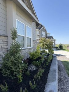 Xeriscape