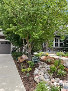 Xeriscape (6)