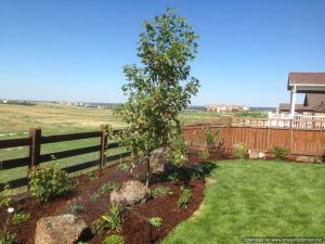 Xeriscape_1